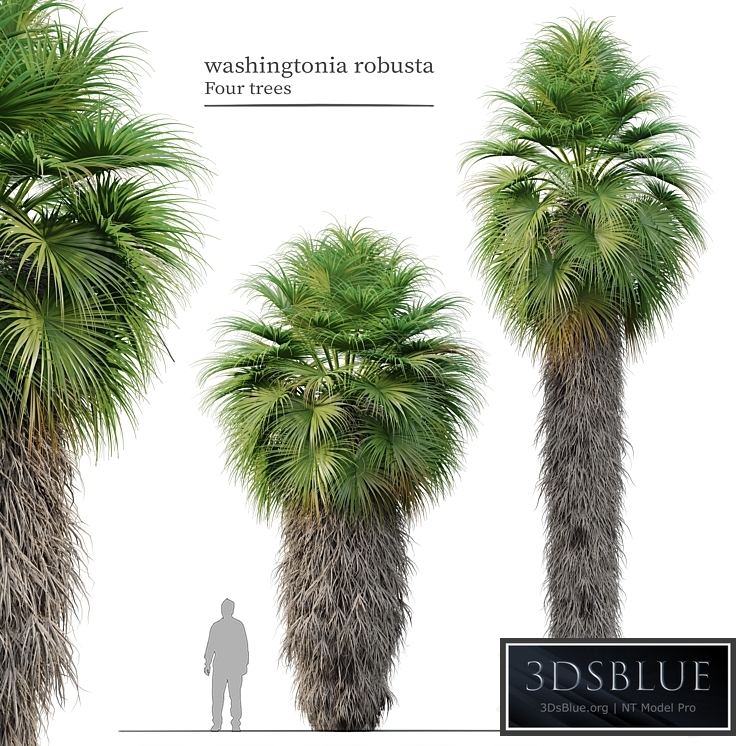 Washingtonia robusta