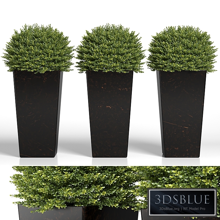 Buxus sempervirens in modern planters