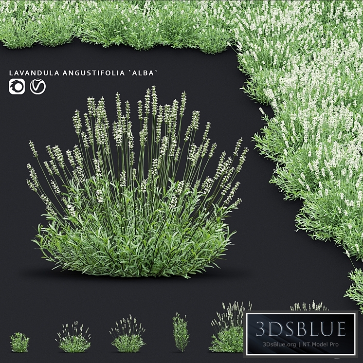 Lavender angustifolia flowers | Lavandula angustifolia Alba