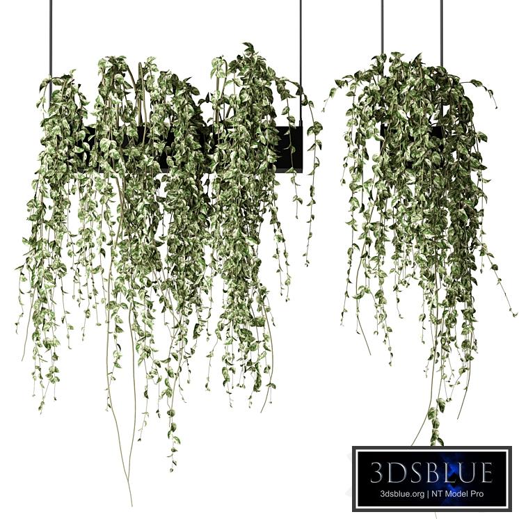 Bouquet Collection 08 - Decorative Hanging Plants