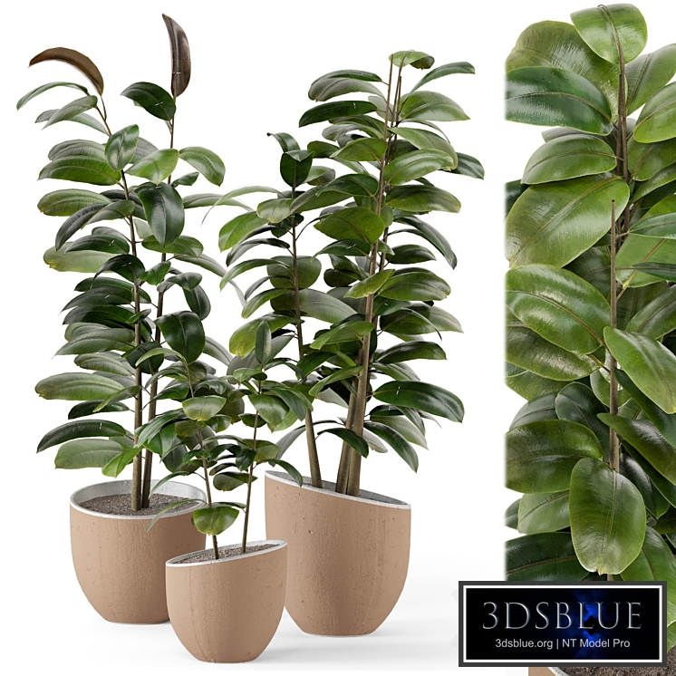 Indoor Plants in rusty Concrete Pot - Set 692