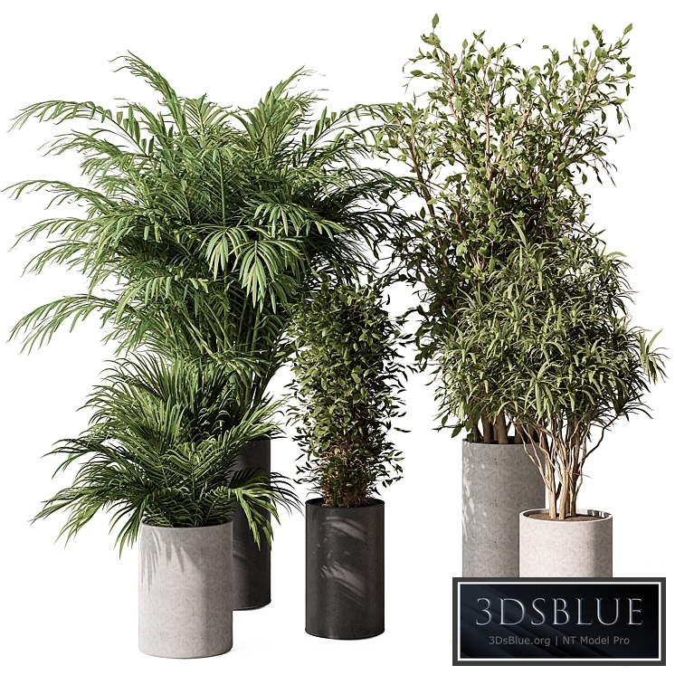 indoor Plant Set 386- Tree and Plant Set in pot