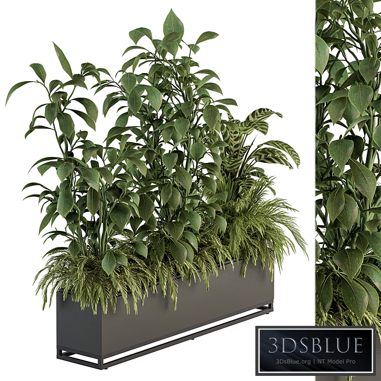 indoor Plant Set 383 - Plant Set in Box