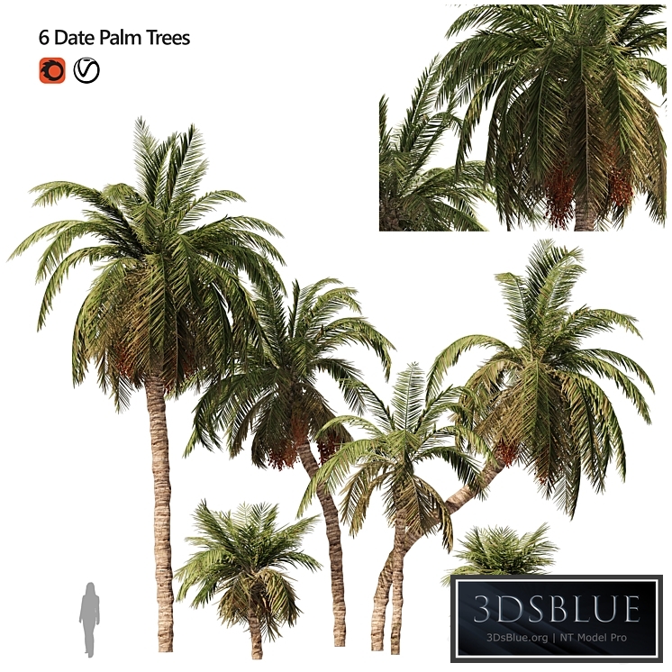 6 Arbian Date Palm Trees
