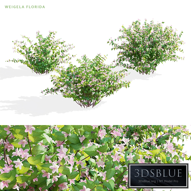 Weigela blooming 3 bush | Weigela florida