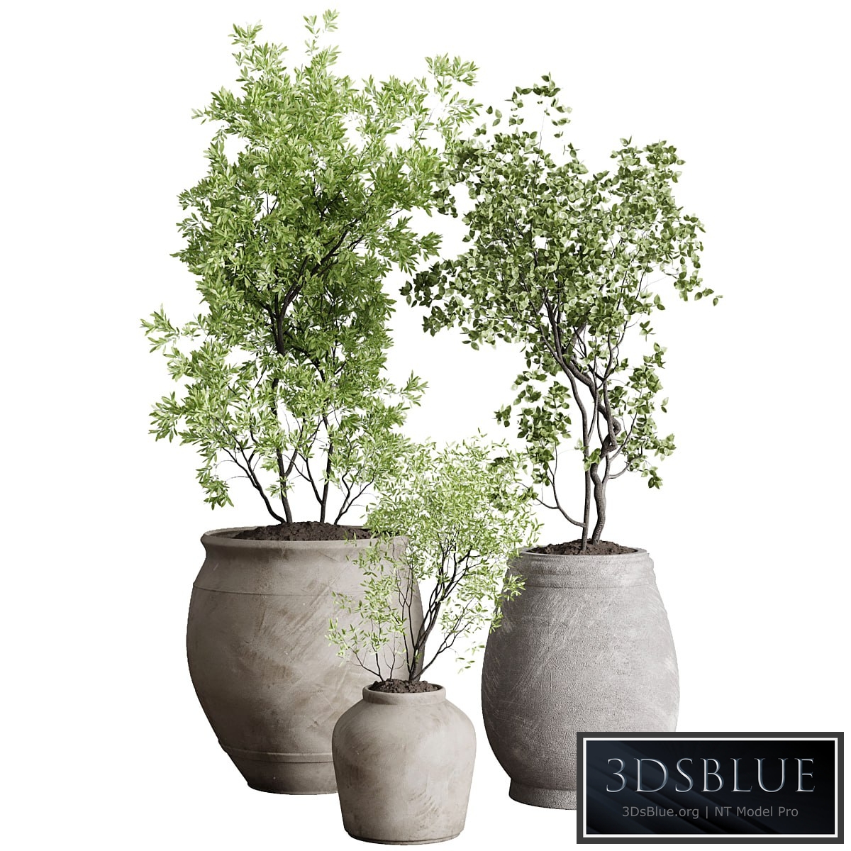 Tree in an Old Earthenware Vase Outdoor Collection 104