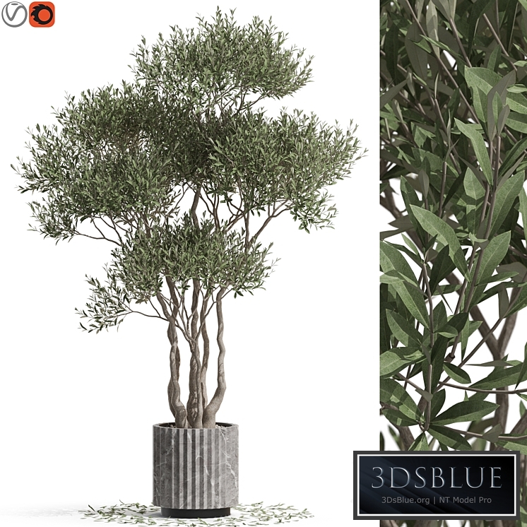 Plants collection 723