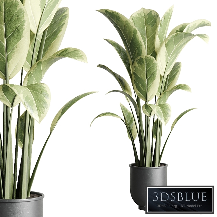 ficus elastica pot Indoor outdoor plant 229 concrete