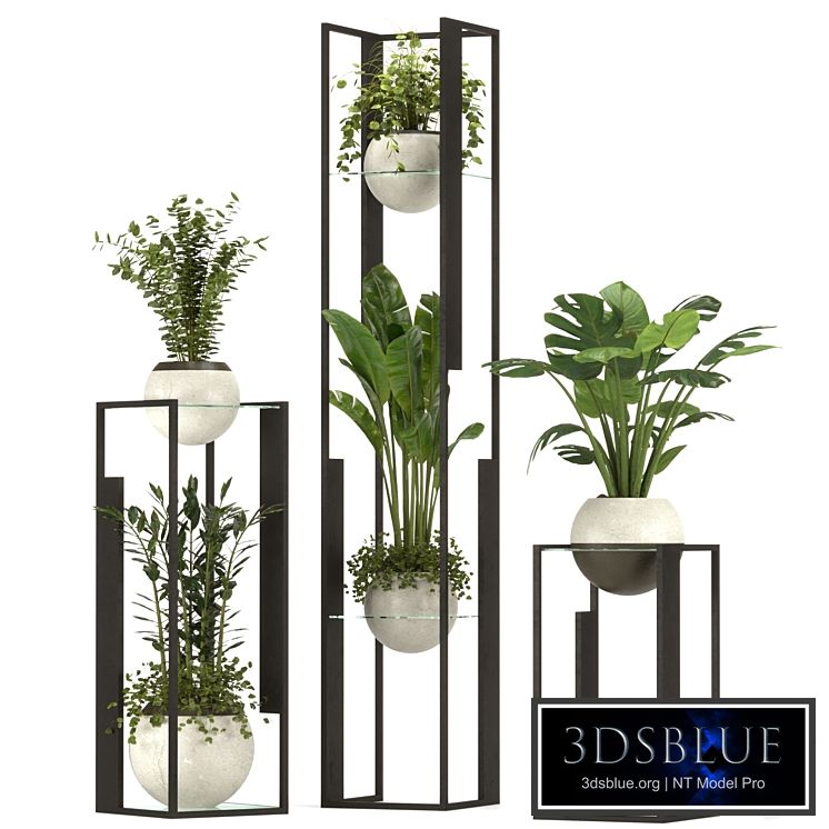 Collection Indoor Plants Nim12