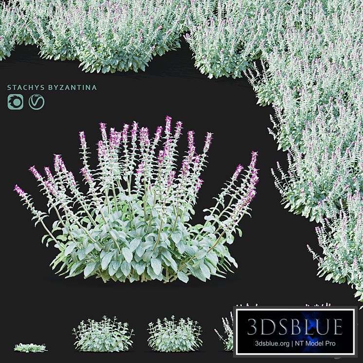 Chistets Byzantine flowers | Stachys byzantina