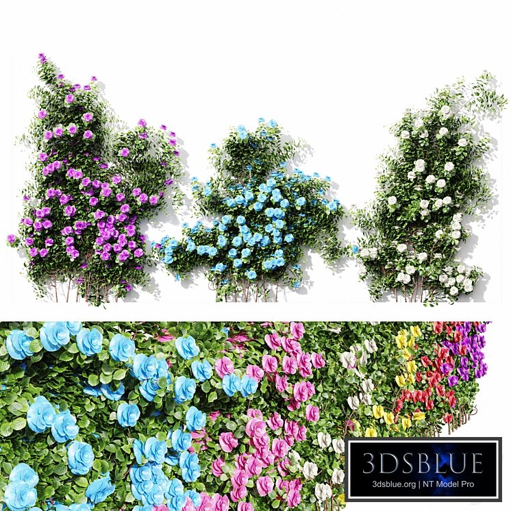 New Plant High detail Climbing Roses Wall01 Grow