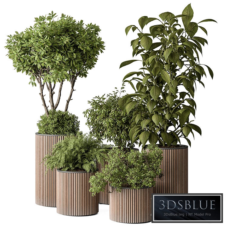 indoor Plant Set 388- Tree and Plant Set in pot