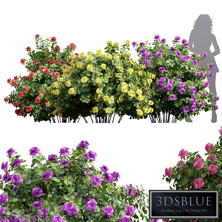 New Plant High detail Climbing Roses Bush