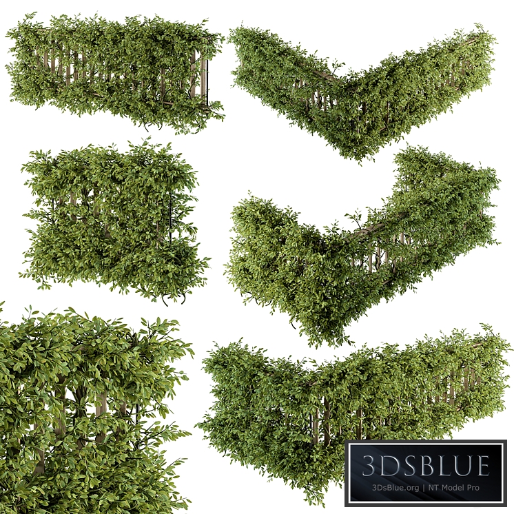 Outdoor Wood Fence with Ivy Plants - Fence 07