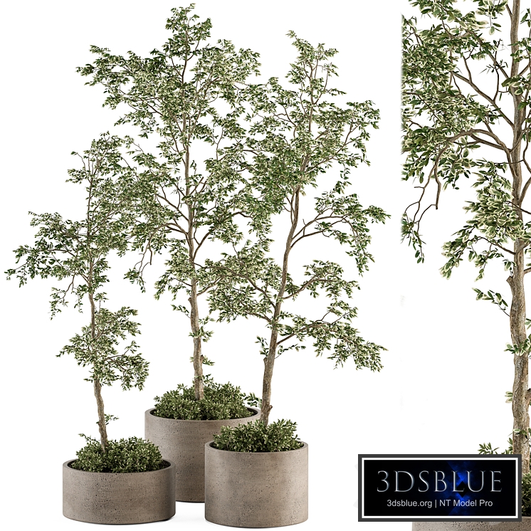 Tree and Plants - Outdoor Plants Set 404