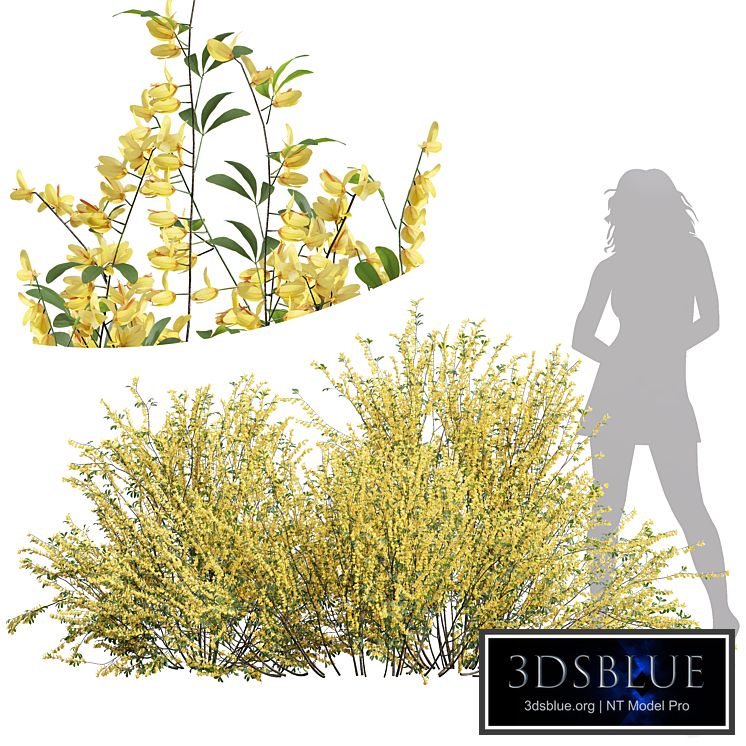 New Plant High detail Cytisus scoparius