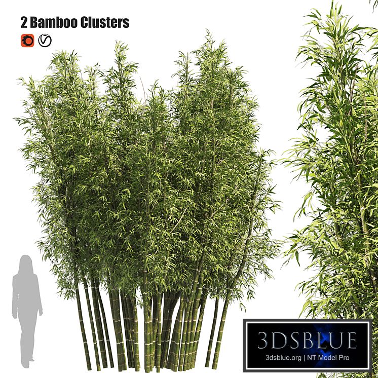 2 Bamboo Clusters