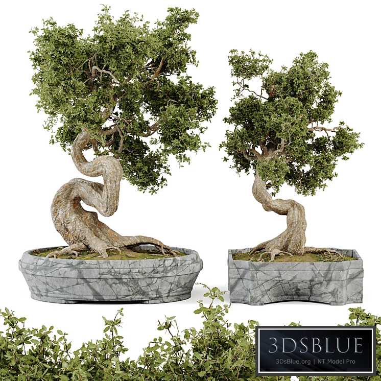 Bonsai Set Vol.01
