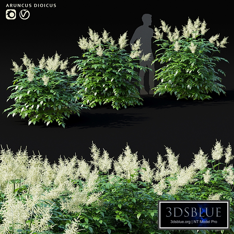 Volzhanka vulgaris flowers | Aruncus dioicus