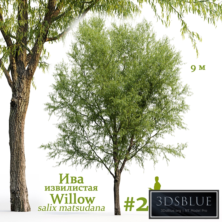 Willow / Salix matsudana #2
