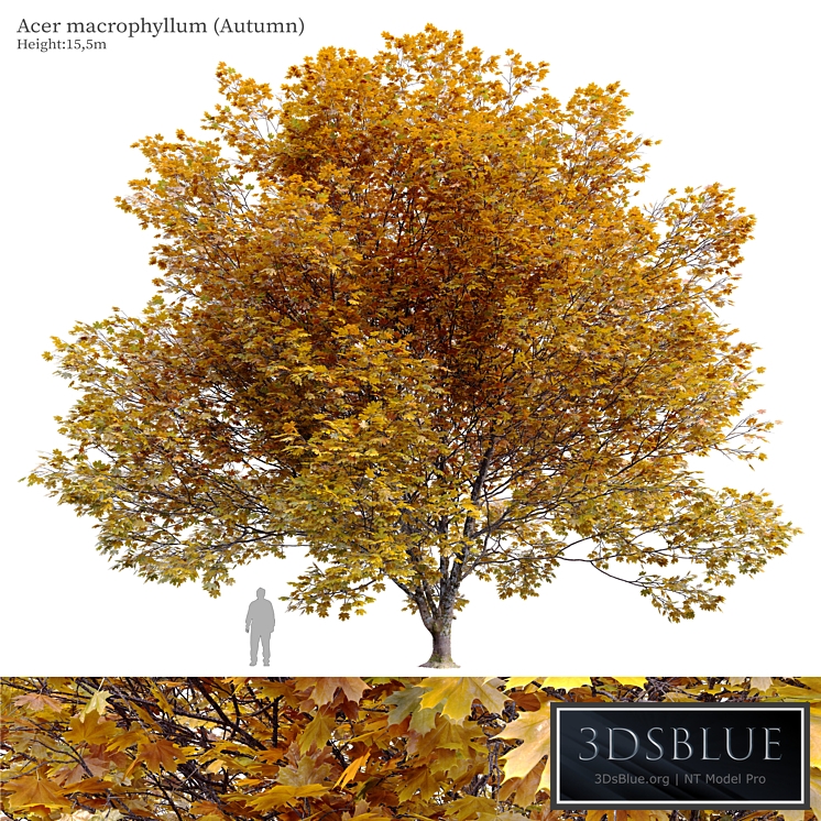 Acer macrophyllum (autumn)