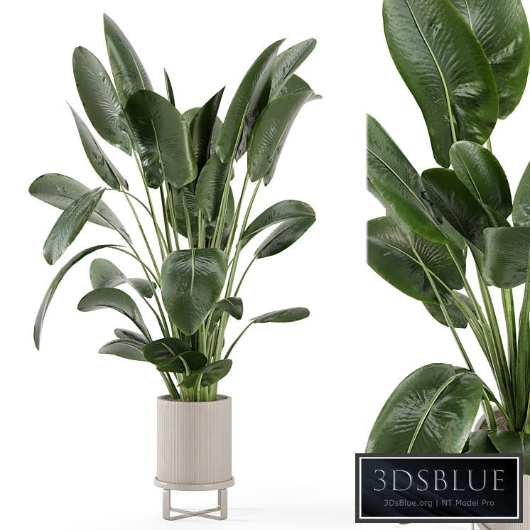 Indoor Plants in Ferm Living Bau Pot Large - Set 765