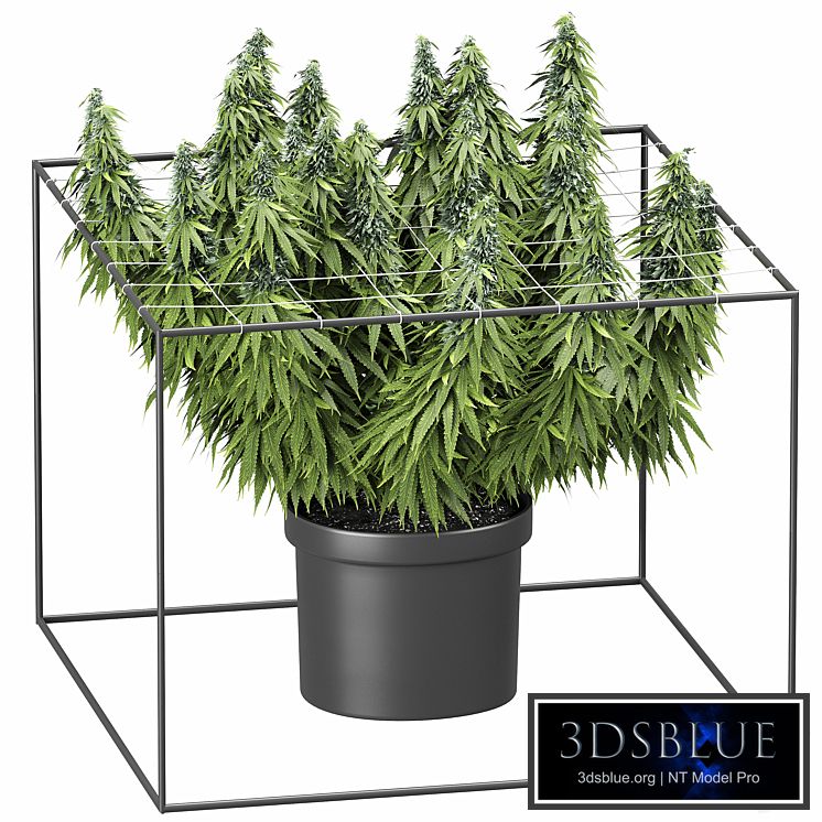 FLOWER PACK 251С Cannabis