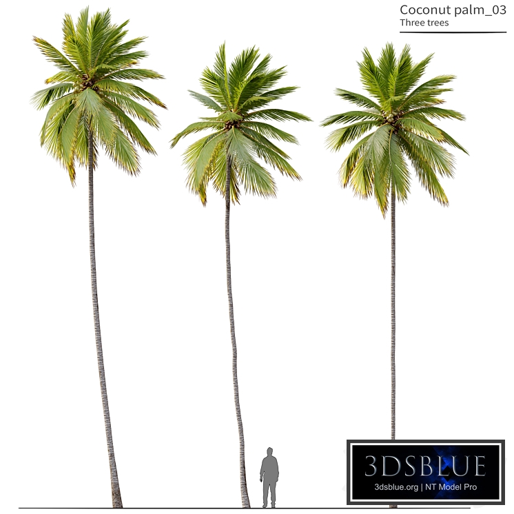 Coconut Palm 03