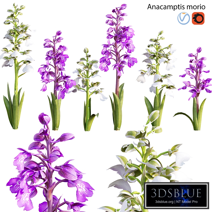 Anacamptis morio - Green winged orchid