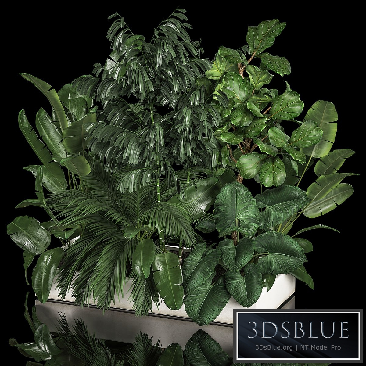 Plant collection 1113. Thickets, bushes, palm tree, strelitzia, landscaping, exotic, tropical, flowerbed, flowerpot, home garden, jungle, ficus lirata