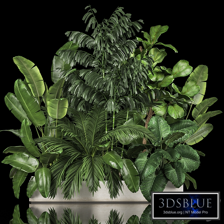 A collection of plants for a home garden with thickets and bushes, palm, strelitzia, flowerbed, flowerpot, ficus lirata. 1114.