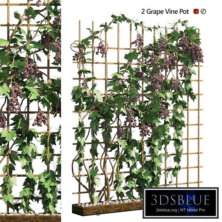 2 Grapevine low and med poly