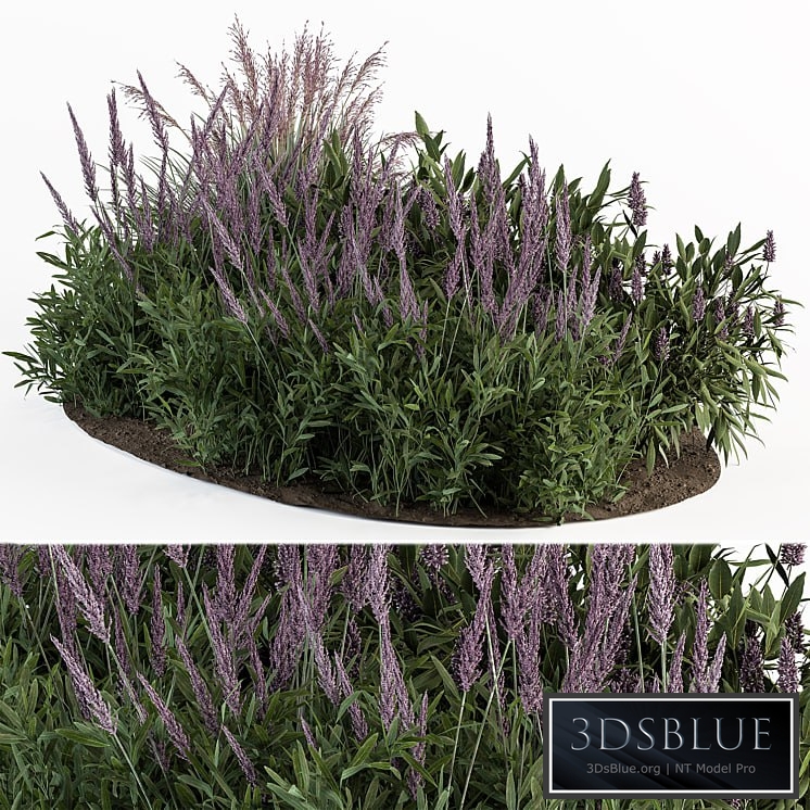 Garden Set Lavender Bush Plants - Outdoor Plants Set 413