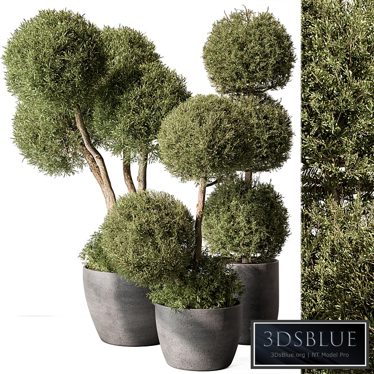 Outdoor Plant Set 414 - Topiary Ball Plant in Pot (Vray)