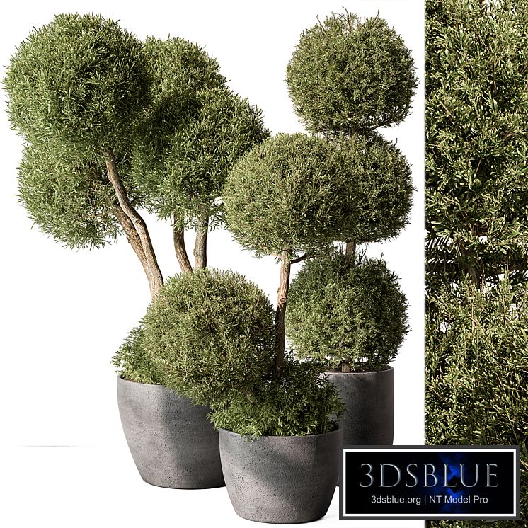Outdoor Plant Set 414 - Topiary Ball Plant in Pot (Corona)