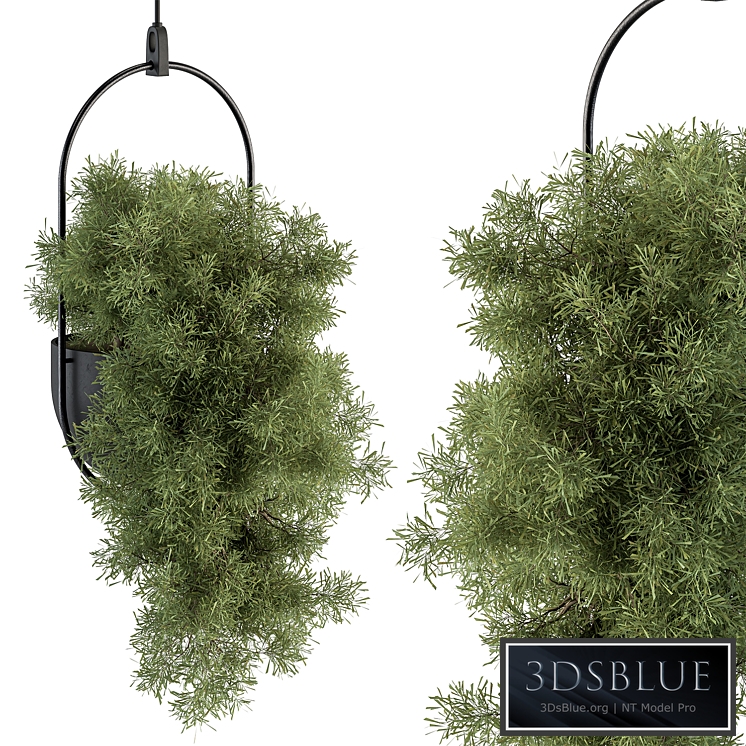 indoor Plant Set 396 - Hanging Plants