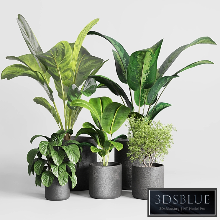 Collection indoor plant 236 plant ficus rubbery ficus lyrata concrete vase