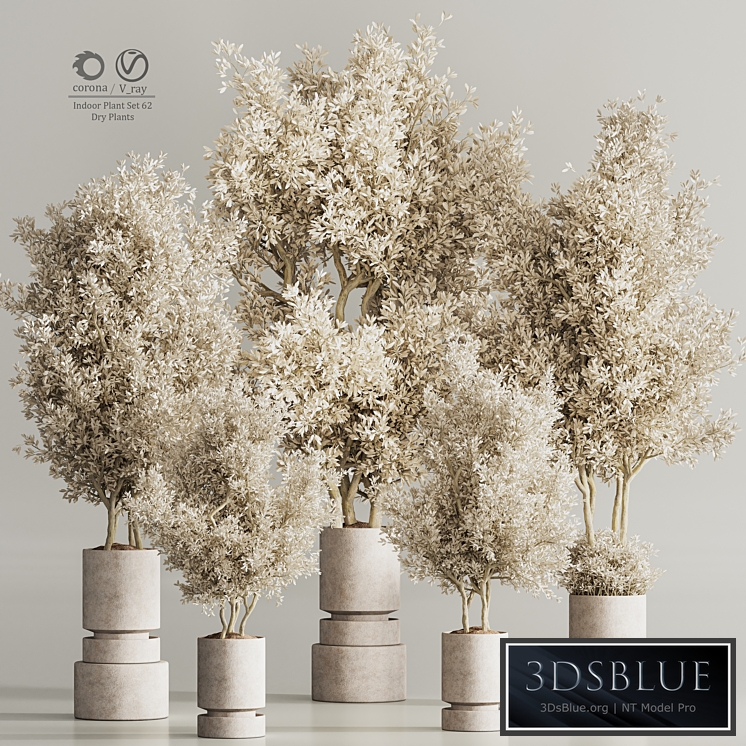 Indoor Plant Set 62 Dry Plants