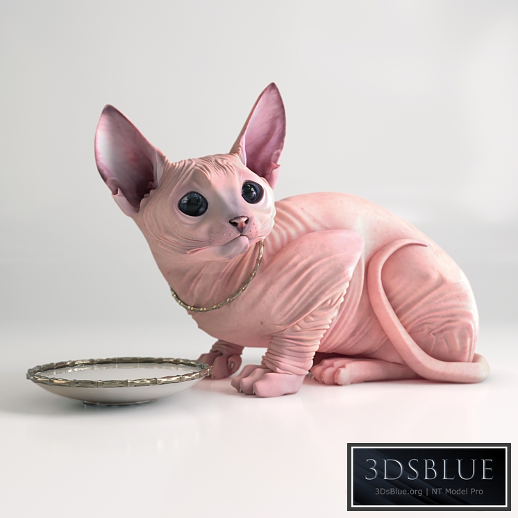 Sphynx cat