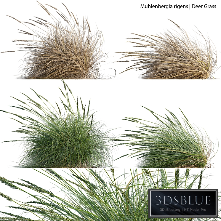 Muhlenbergia rigens - Deer Grass 02