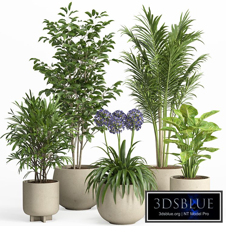 indoor plant set 026
