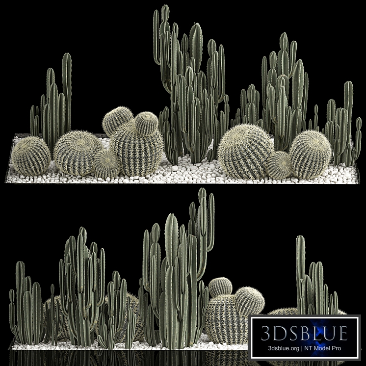 Collection of desert plants with cactus garden, Cereus, barrel cactus. 1115.