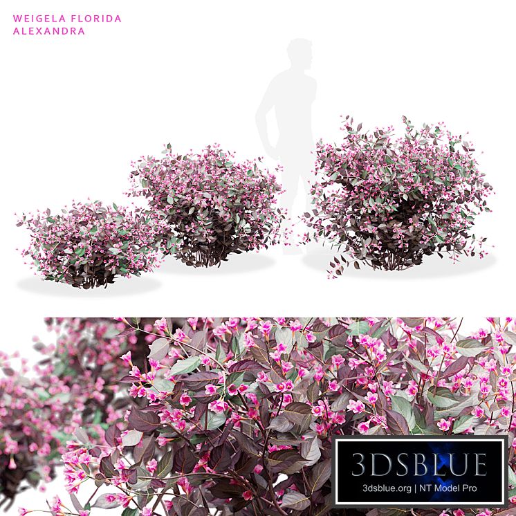 Weigela blooming 3 bush | Weigela florida Alexandra