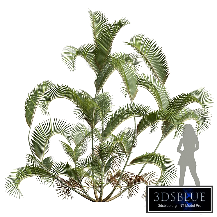 New Plant High detail Chrysalidocarpus Lutescens02