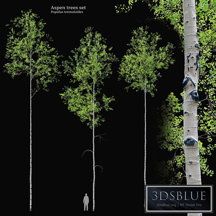 aspen tree set