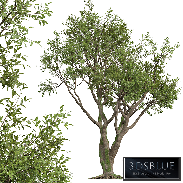 New Plant High detail Angel Oak Live Tree