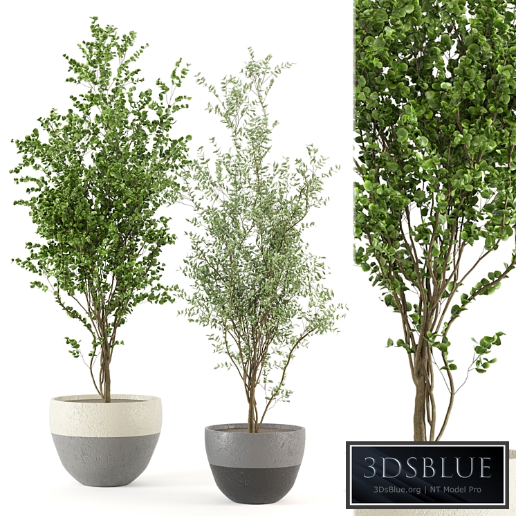 Indoor Plants Collection - Set 411