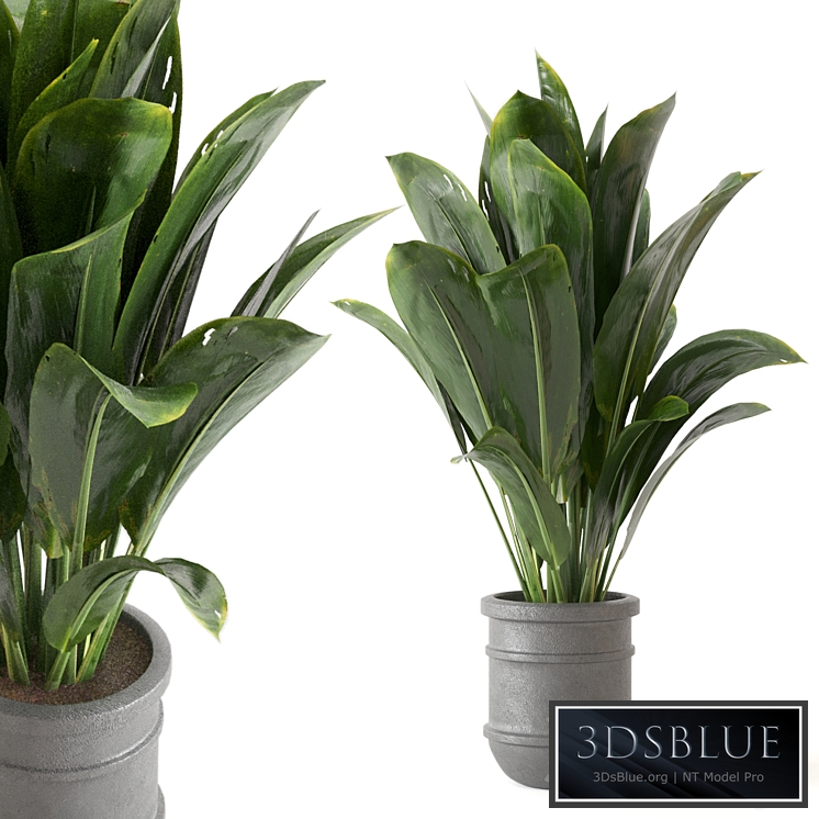 Indoor Plants Collection - Set 412