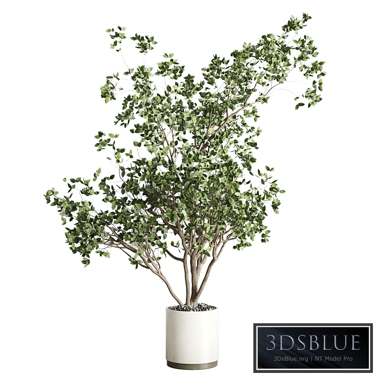 ficus benjamin tree and concrete pot 246