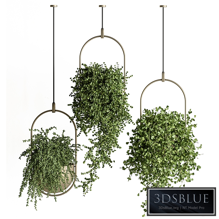 indoor Plant Set 410 - Hanging Plants
